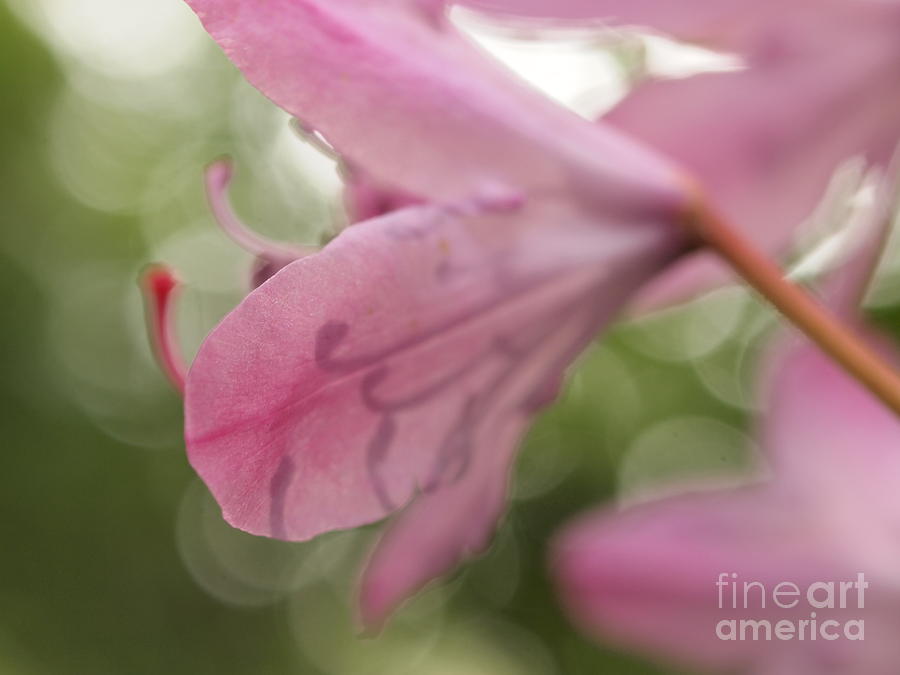 Flower Photograph - A Bokeh of Pink Rhododenrons by Elizabeth Debenham