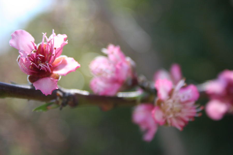 A Bough Of Blurred Peach Blossom Photograph by Taiche Acrylic Art