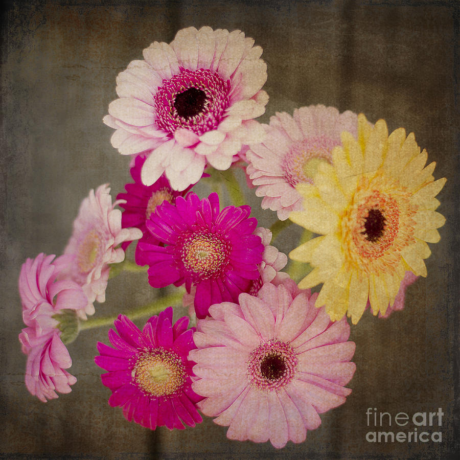 Sunflower Photograph - A bouquet of Gerbera Daisies by Ivy Ho