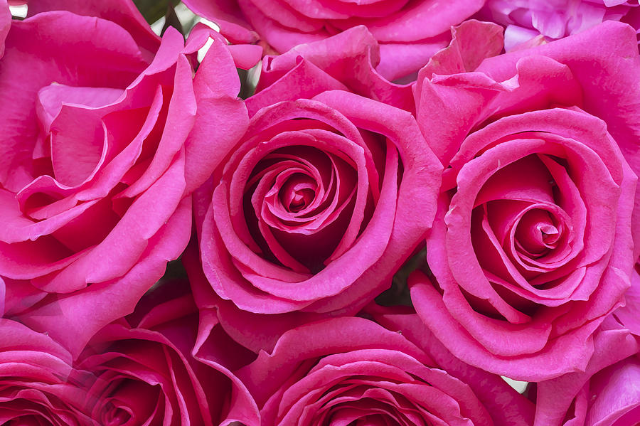 A Bouquet of Pink Roses Photograph by Rich Franco