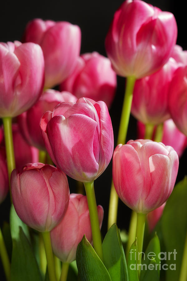 A bouquet of pink tulips Photograph by Nick  Biemans