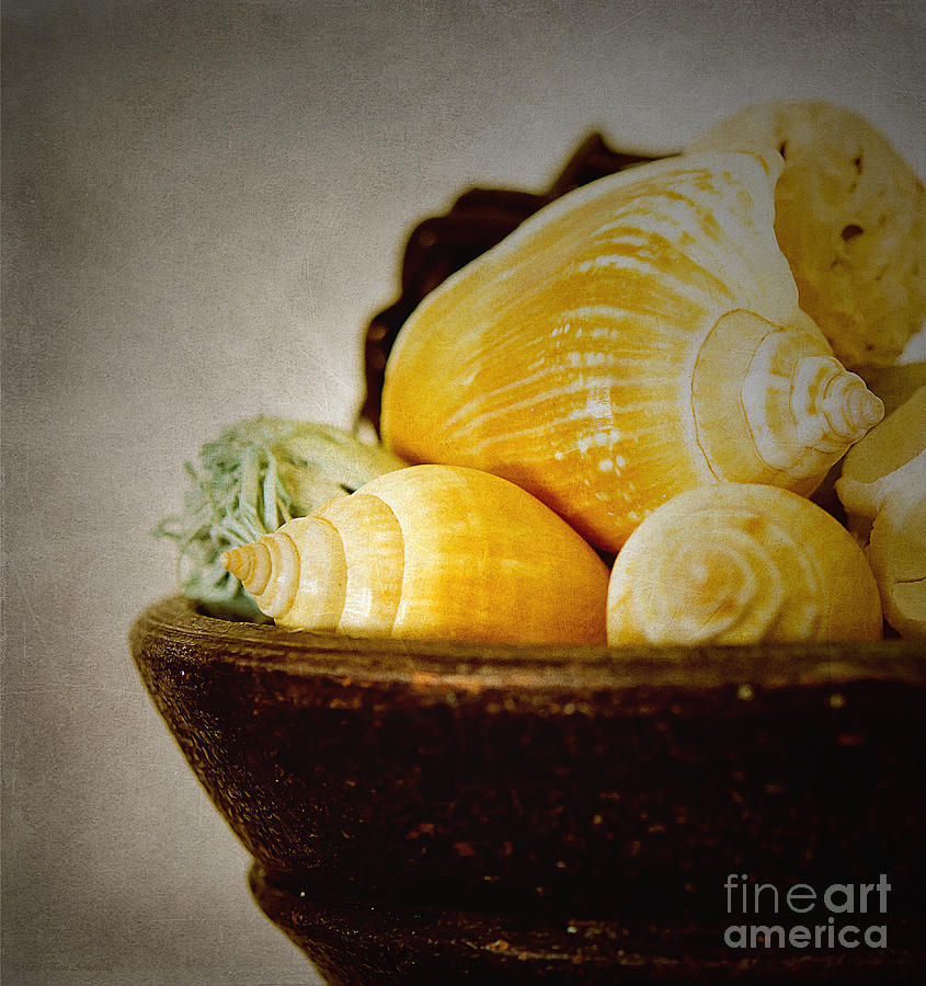 A Bowl of Shells Photograph by Mary Jane Armstrong