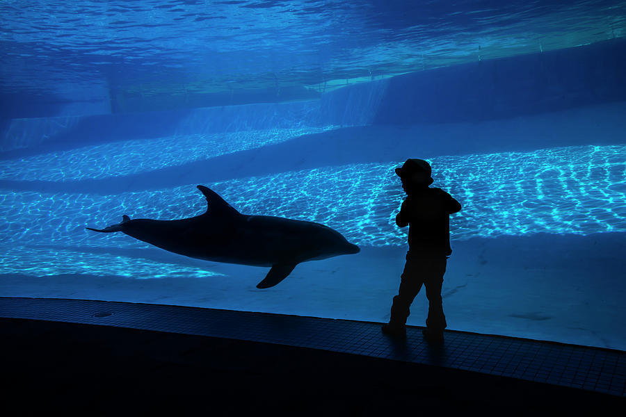 A Boy Connects With A Dolphin Photograph by Jennifor Idol