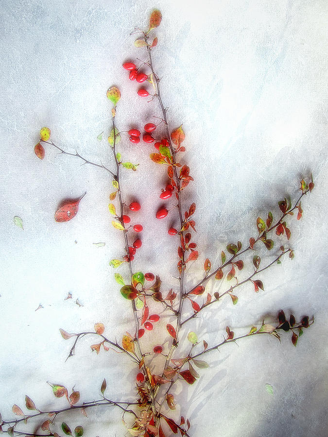 Still Life Photograph - A Branch of Colorful Barberries by Louise Kumpf