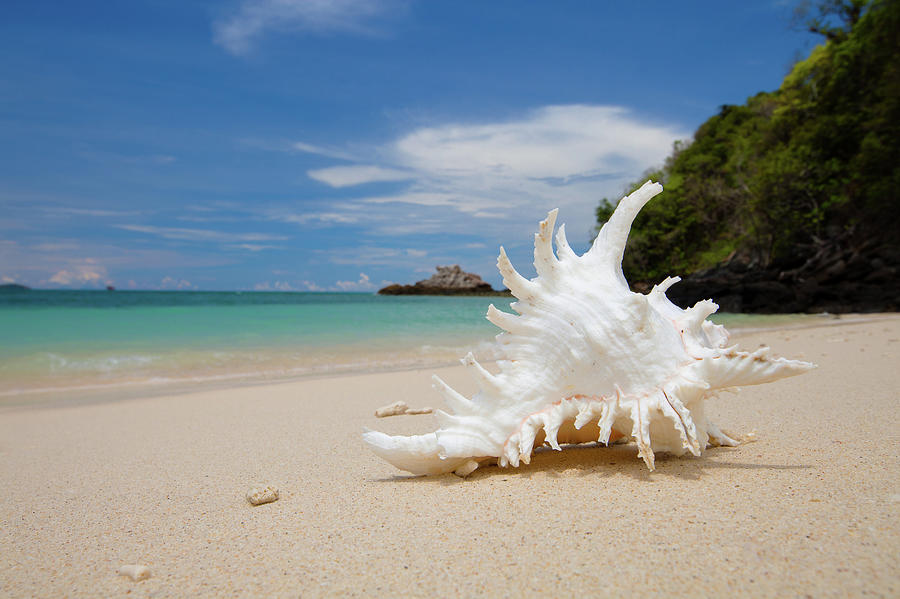 A Branched Murex Shell On A Remote Photograph by Pete Reynolds