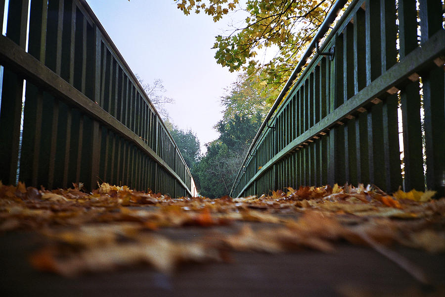 A Bridge Covered In Autumn Leaves Photograph by Nick Page