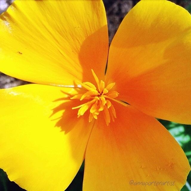 Macro Photograph - A Bright And Sunny Yellow Flower To by Anna Porter