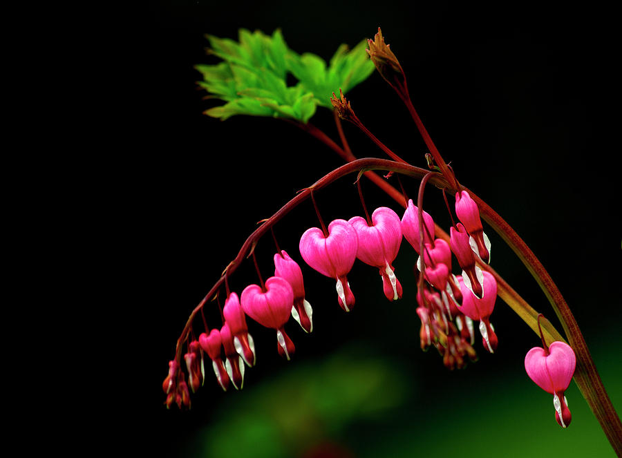 Spring Photograph - A Bright Bleeding Heart Flower by Sheila Haddad