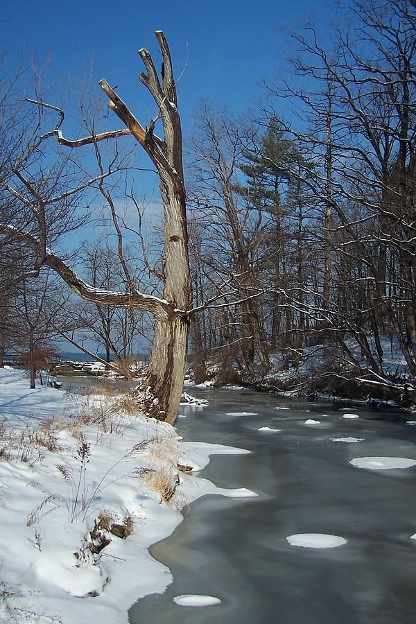 A Bright January Day By A Stream Photograph by Gerald Salamone