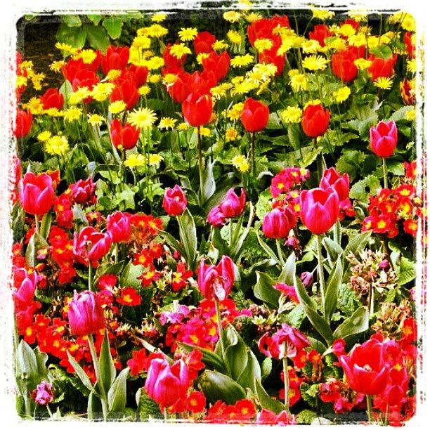Flower Photograph - A brightly coloured London by Lottie H