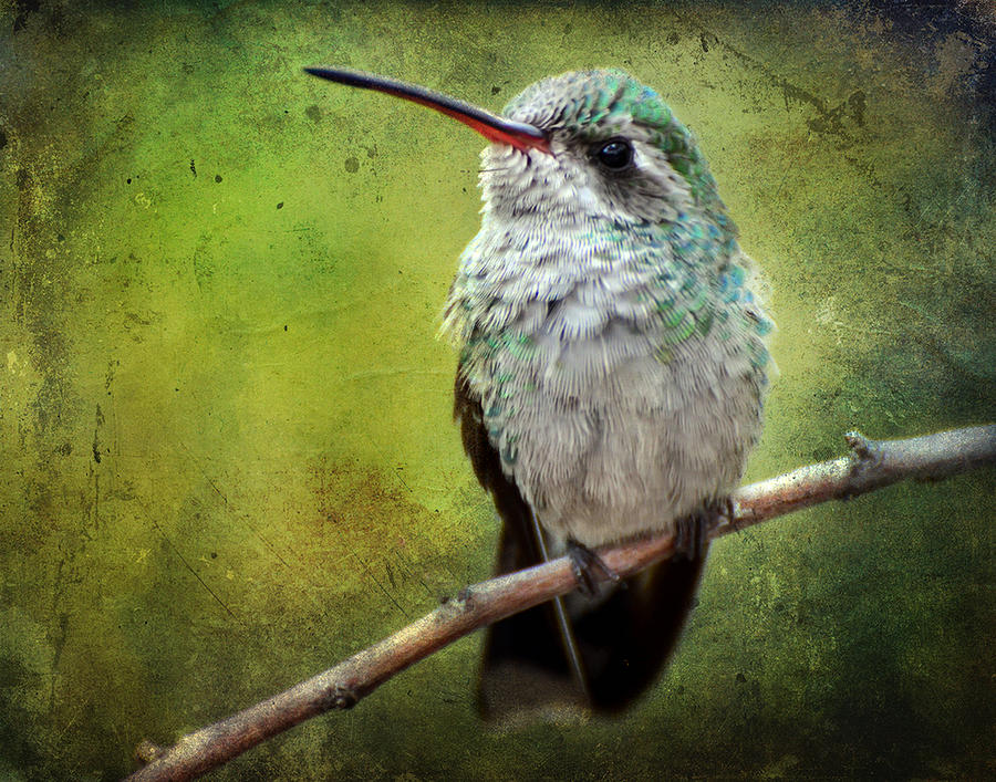 A Broad-Billed Hummer Photograph by Barbara Manis