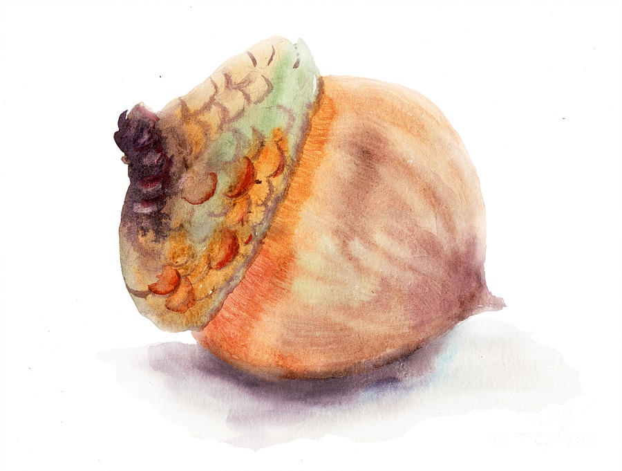 A brown acorn Painting by Regina Jershova