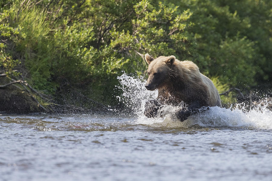Katmai National Park And Preserve Photograph - A Brown Bear Chases Sockeye Salmon In A by John Hyde