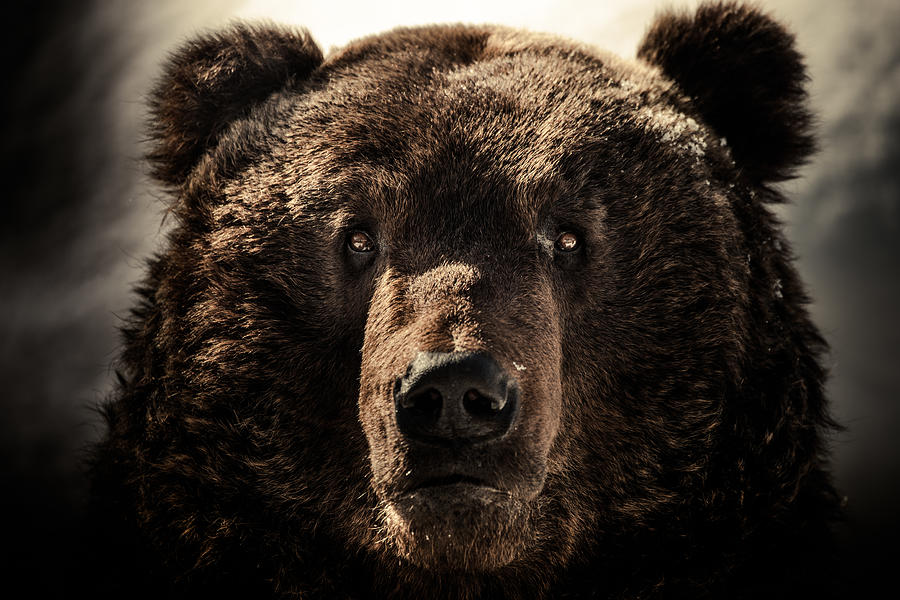 a Brown bear face shot Photograph by Coolbiere Photograph