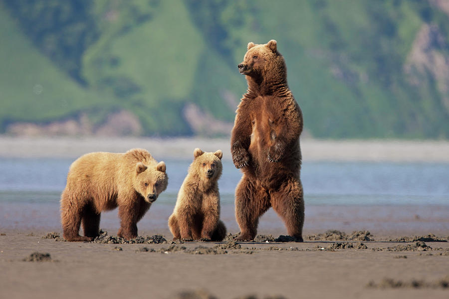 Denali National Park Photograph - A Brown Bear Mother And Cubs Walks by Hugh Rose