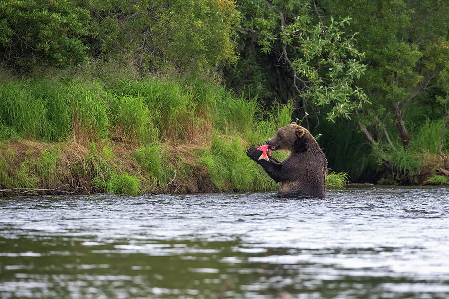 A Brown Bear Ursus Arctos Catches A Photograph by John Hyde / Design Pics
