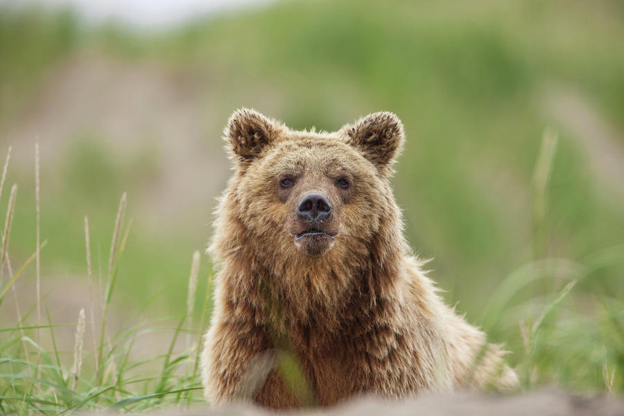 A Brown Bear Walks Through Dune Grass Photograph by Hugh Rose - Fine ...