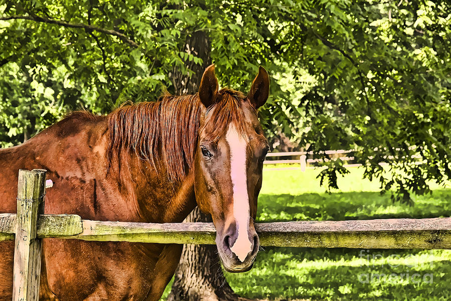 A Brown Horse Photograph by Jim Lepard