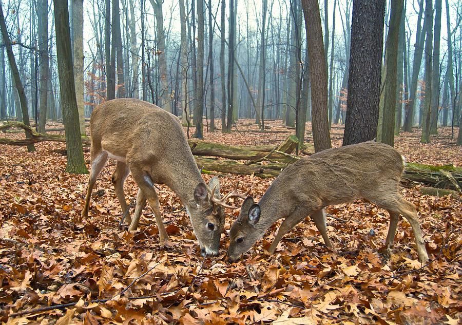 A Buck and Doe Foraging Together 1269 Photograph by Michael Peychich