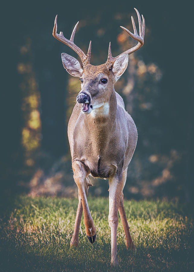 A Buck From The Shadows Photograph by Bill and Linda Tiepelman