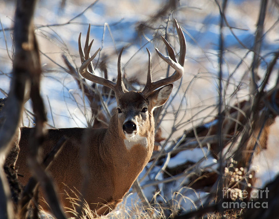 A Buck in the Bush Photograph by Jim Garrison