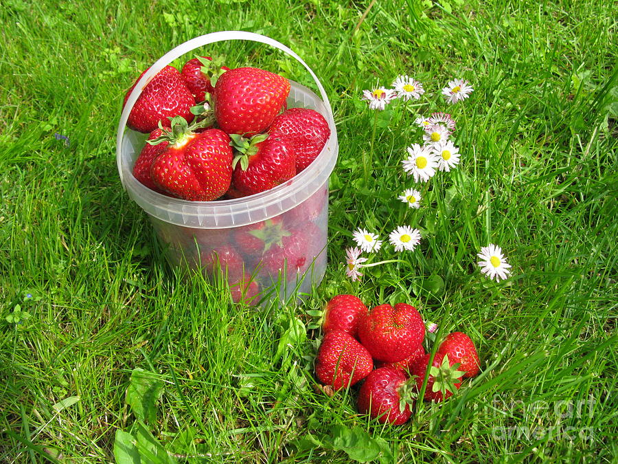 Strawberry Photograph - A Bucket of Strawberries by Ausra Huntington nee Paulauskaite