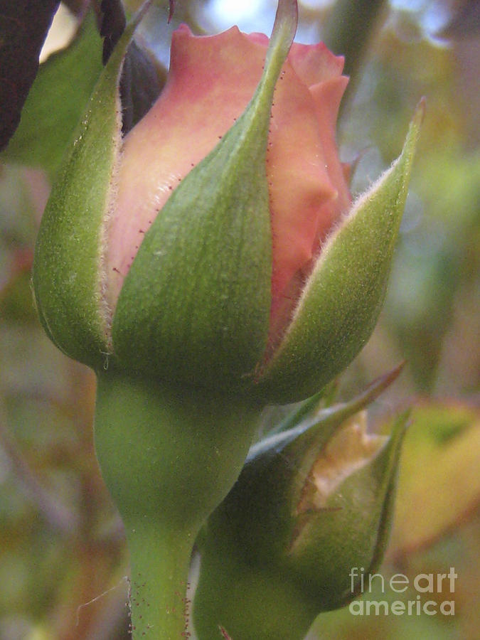 A Budding Beauty Photograph By Christina Gupfinger Fine Art America