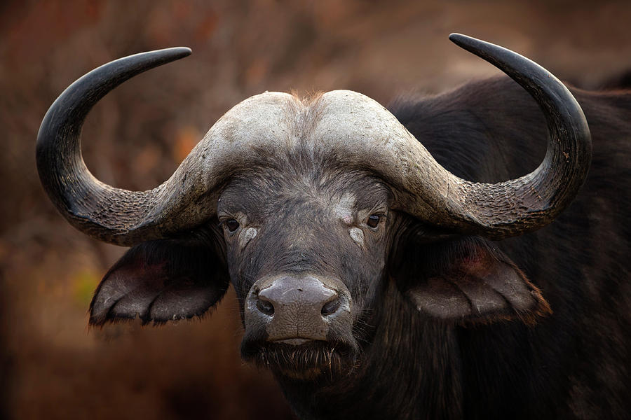 Buffalo Photograph - A Buffalo Portrait by Mario Moreno