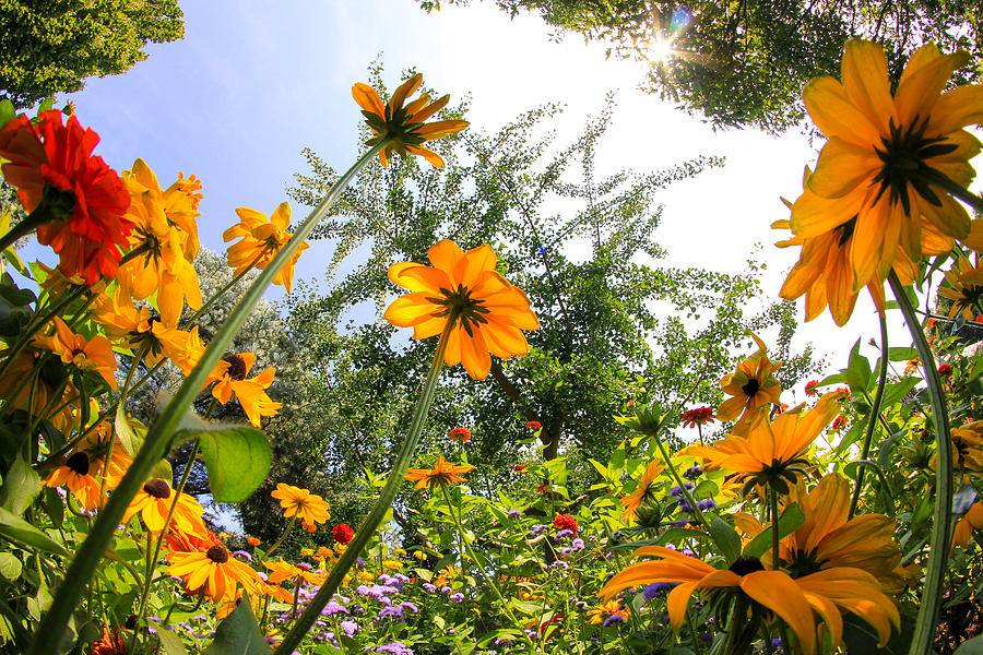 A Bug’s Eye View Photograph by Jackie Novak