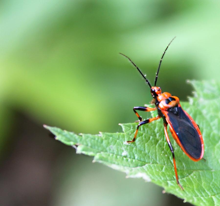 A Bug's Life Photograph by Candice Trimble - Fine Art America