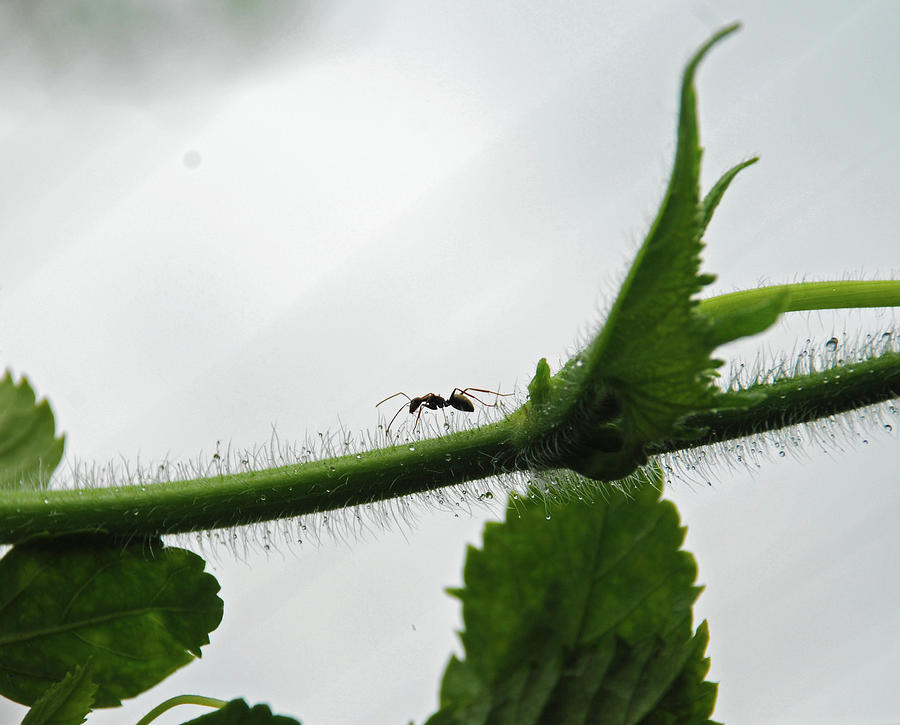 A Bugs Life Photograph by Gopan G Nair
