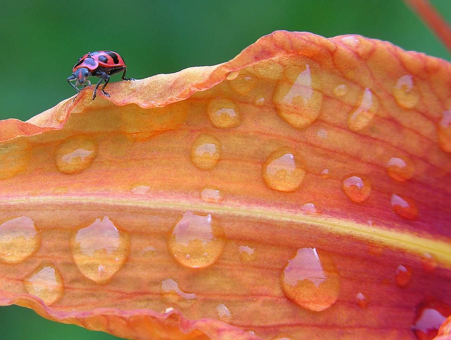 Summer Photograph - A bugs life by Mario Basinger