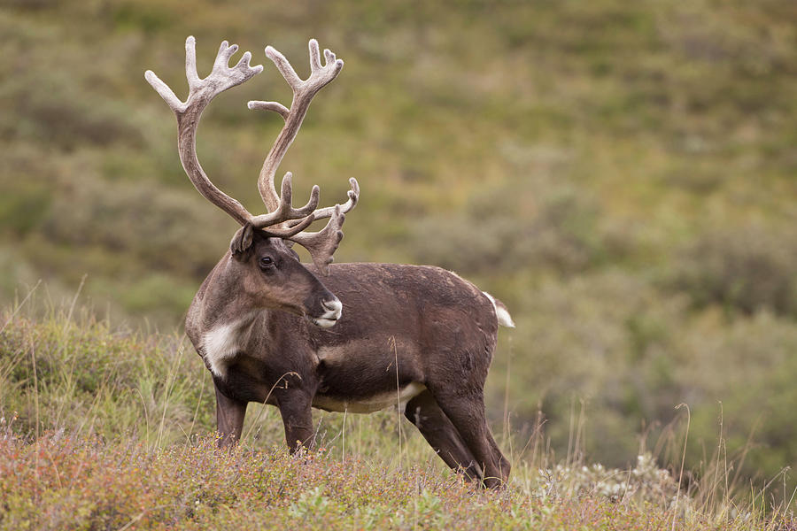 A Bull Caribou Stands On The Alpine Photograph by Hugh Rose - Fine Art ...