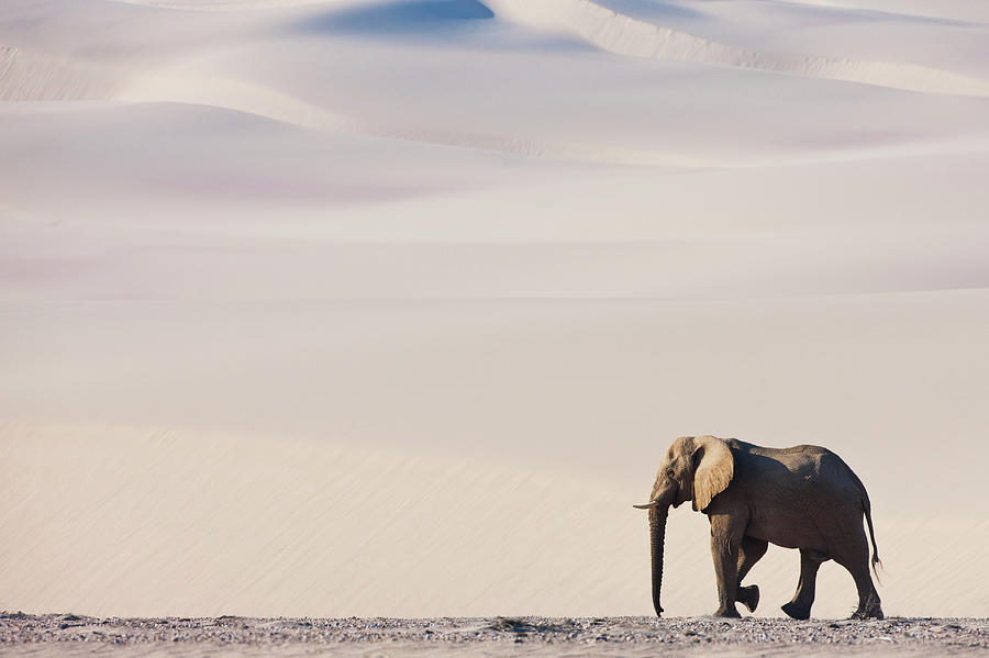 A Bull Elephant Roams Through The Desert Photograph by Jami Tarris