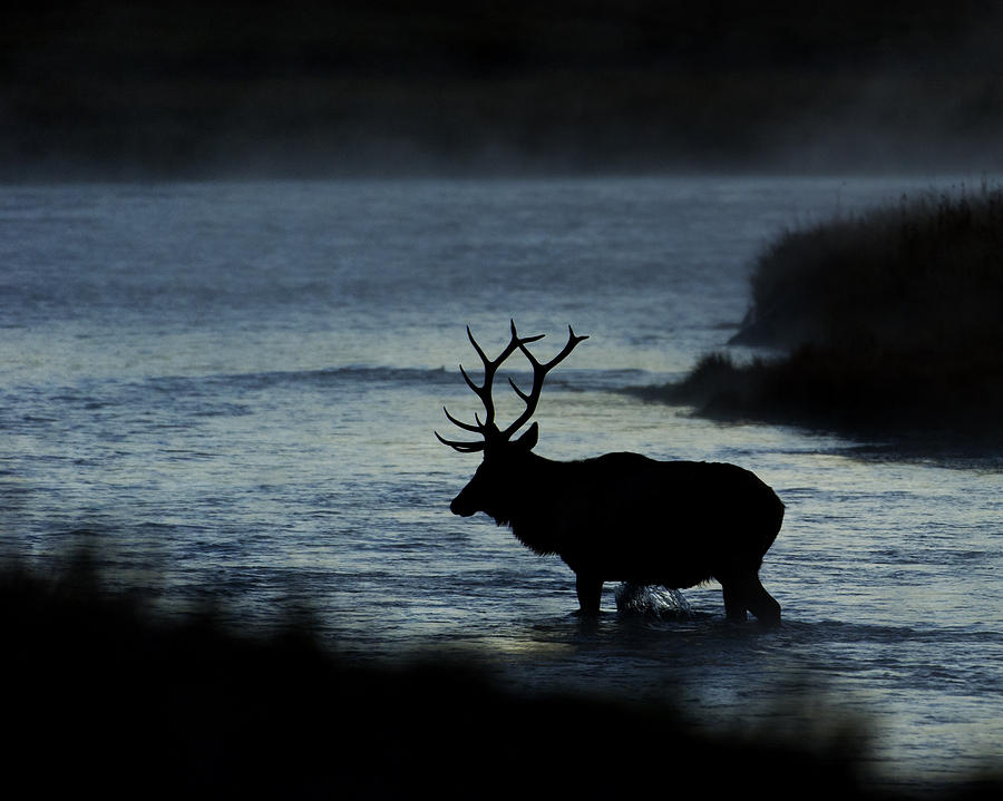 A Bull Elk crosses the Madison in the Early Morning  Photograph by Gary Langley