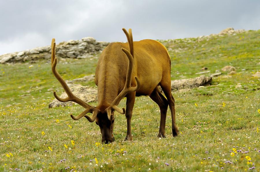 A Bull Elk Grazing Photograph