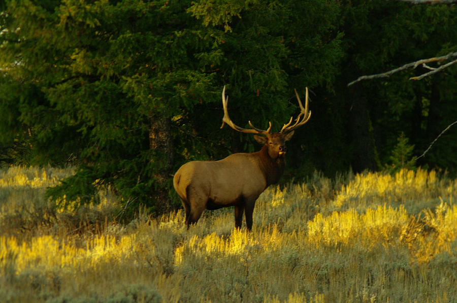 A Bull Elk In Rut Photograph
