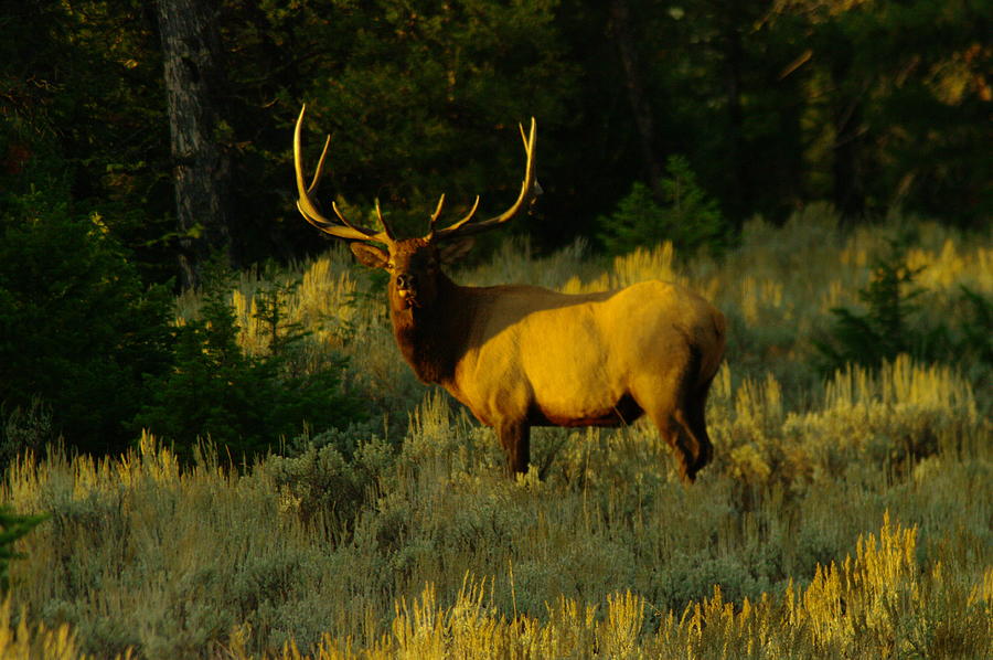A Bull Elk In The Morning Photograph by Jeff Swan