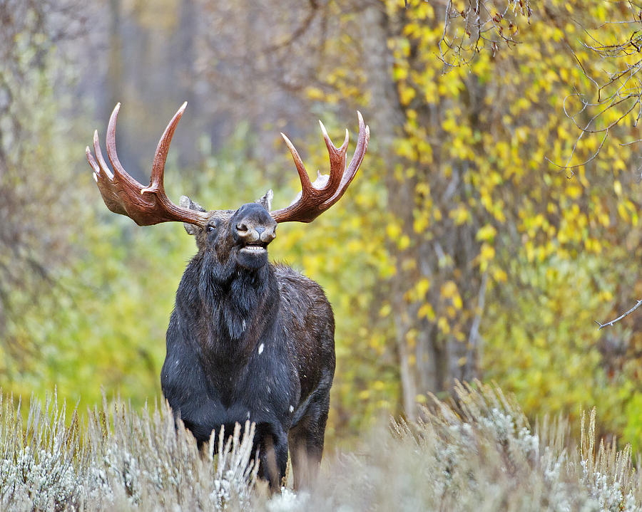 Moose Photograph - A bull moose in the fall rut by Gary Langley