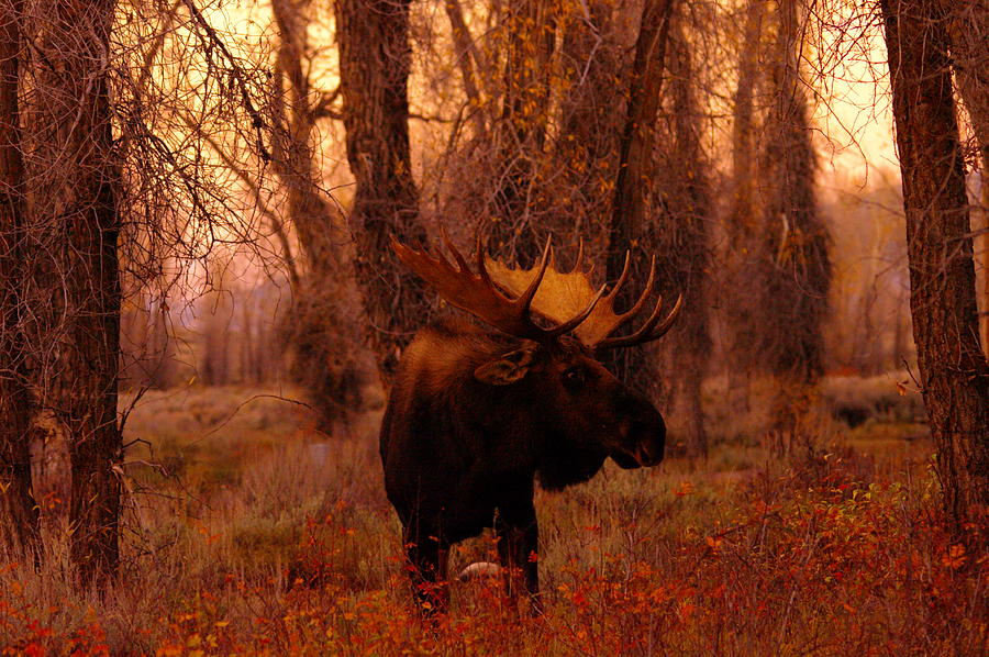Moose Photograph - A bull moose in the woods by Jeff Swan