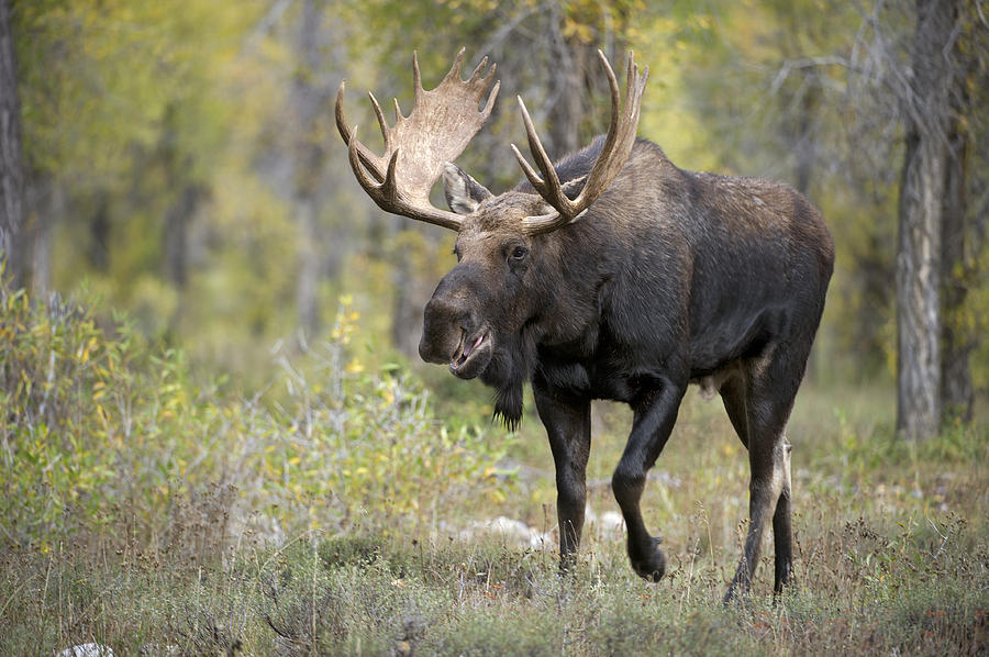 A bull Moose named Gaston Photograph by Gary Langley