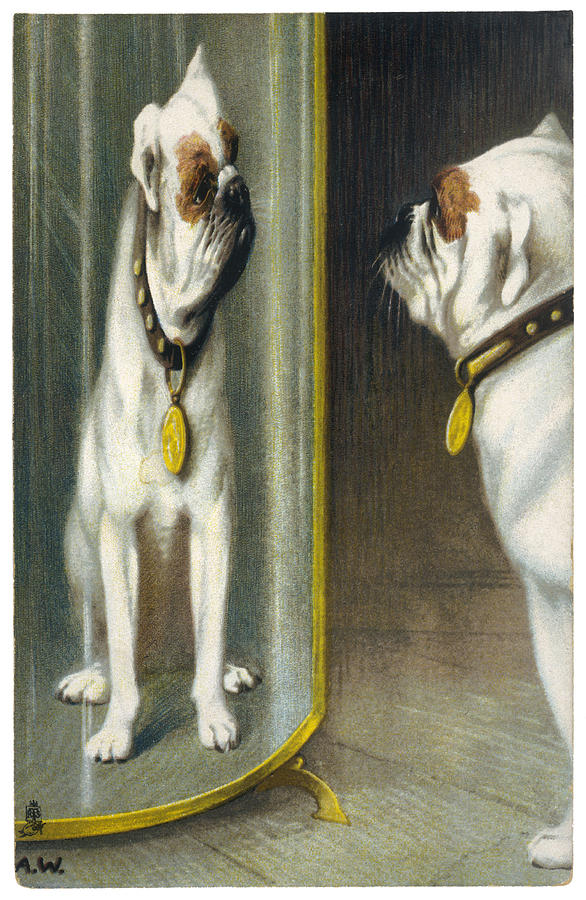 Animal Drawing - A Bulldog Admires Its Reflection by Mary Evans Picture Library
