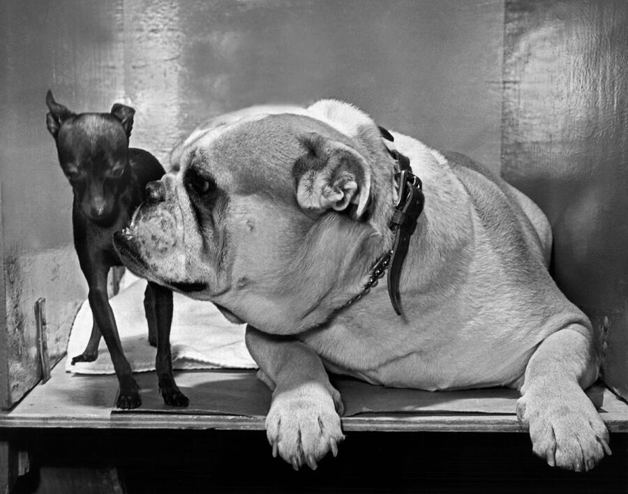 A Bulldog And A Puppy Photograph by Underwood Archives