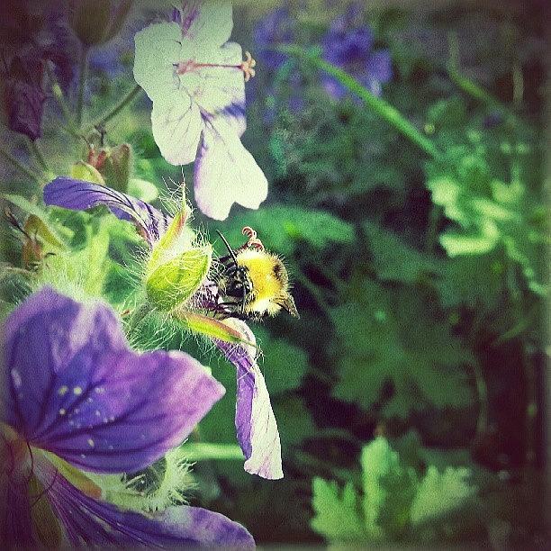 Summer Photograph - A #bumblebee. .. #bee #flowers #floral by Linandara Linandara