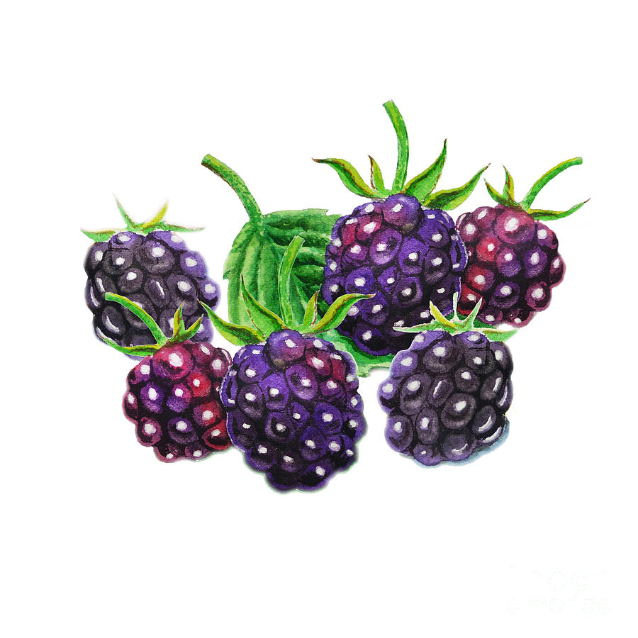 A Bunch Of Blackberries Painting by Irina Sztukowski