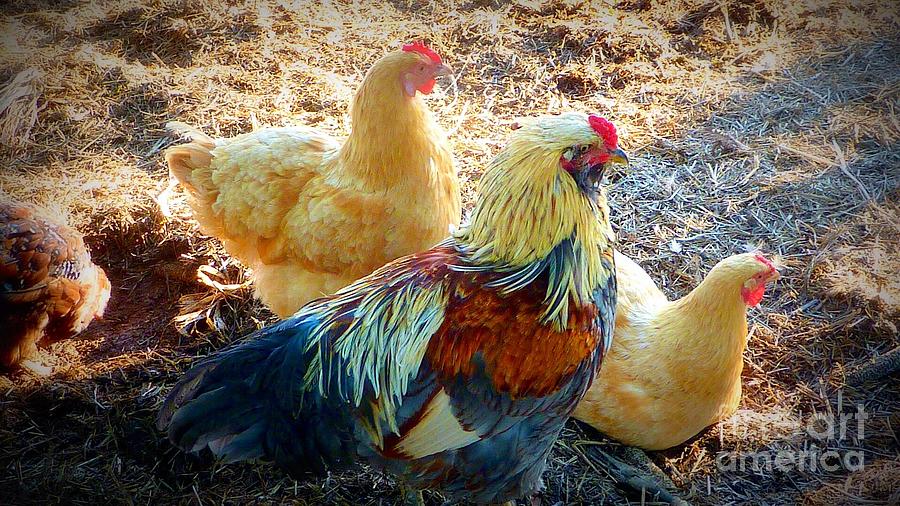 A Bunch Of Chickens Photograph by Susan Garren