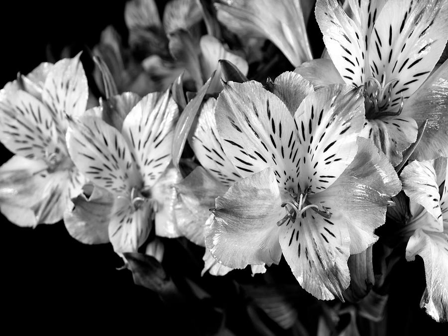 A bunch of flowers from Trader Joes Photograph by Digital Photographic Arts