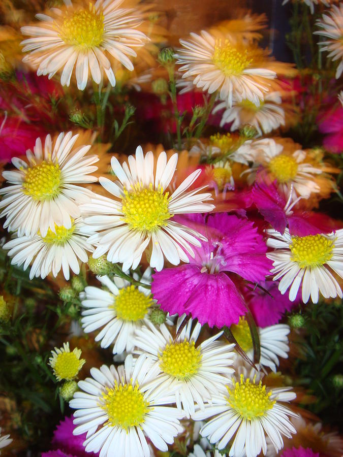 Daisy Photograph - A Bunch Of Flowers by Mr Photojimsf