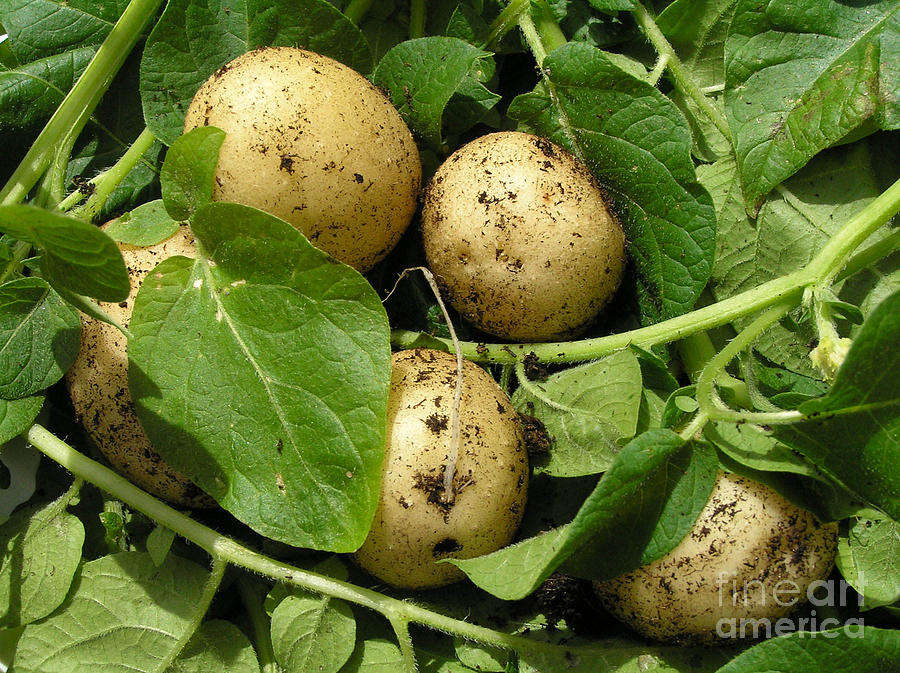 A Bunch Of Fresh New Potatoes Photograph