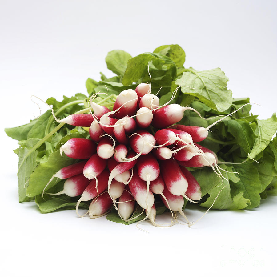 Bunch Photograph - A bunch of fresh radishes by Bernard Jaubert